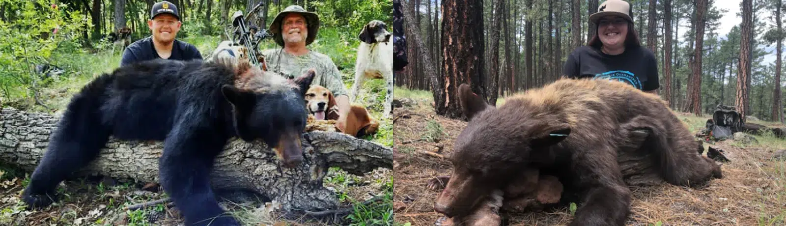 Bear Hunts Arizona