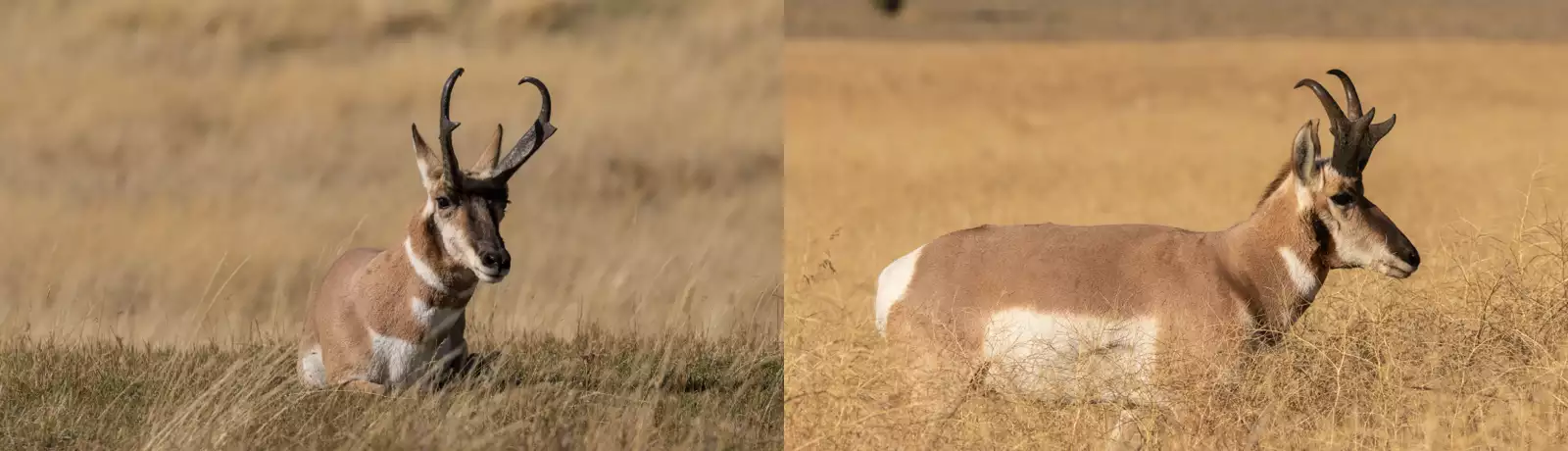 Pronghorn Antelope Hunts Arizona