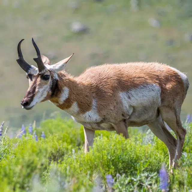 Red Cabin Outfitters General Draw Pronghorn Hunts