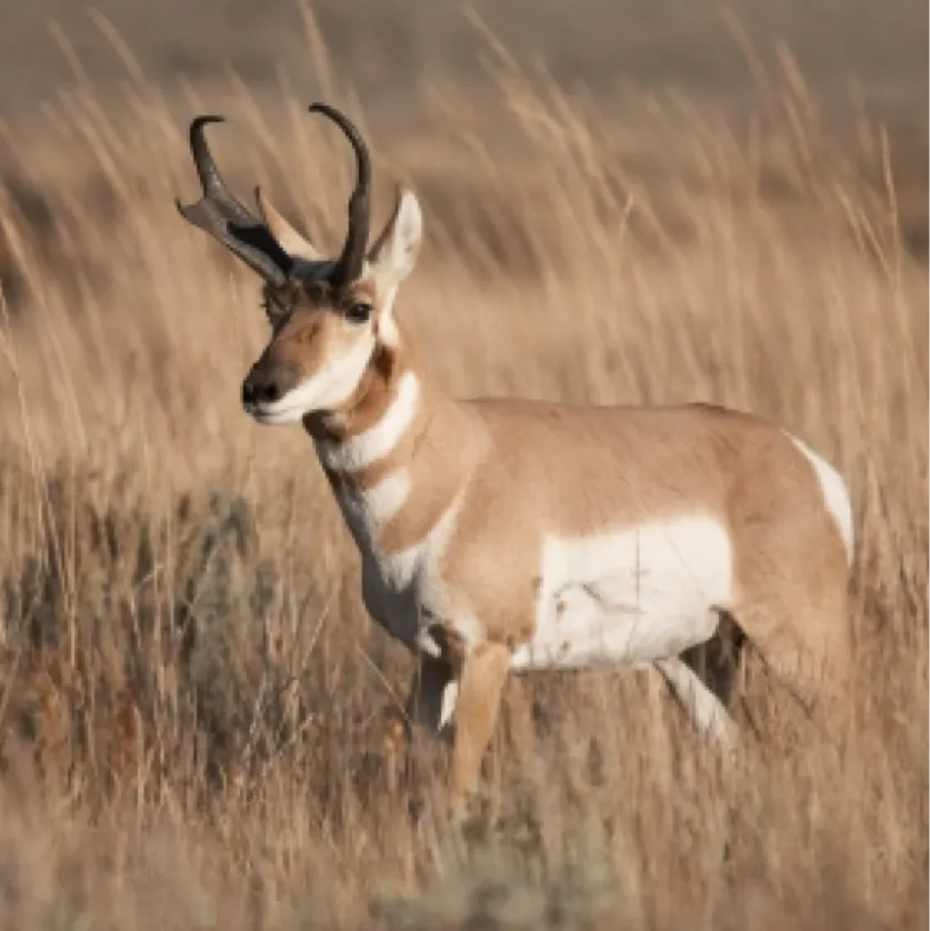 Pronghorn Antelope Hunts Arizona Arizona