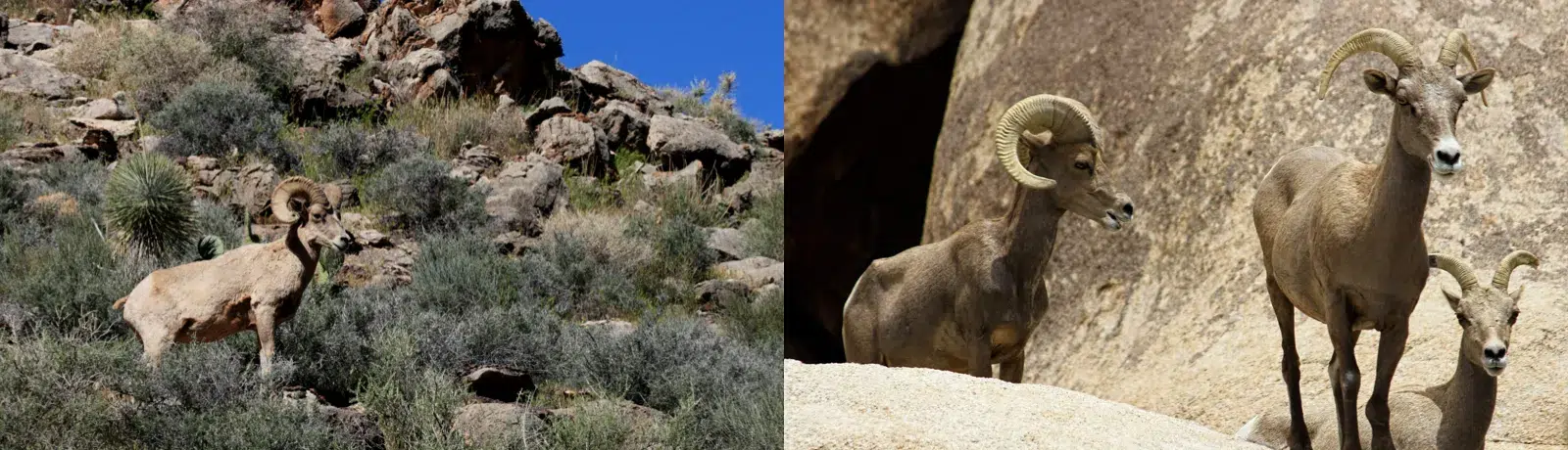 Bighorn Sheep Hunts Arizona