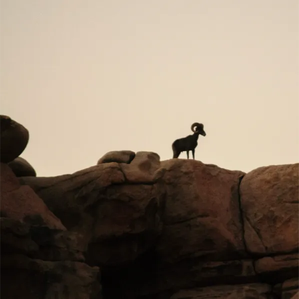 Big Horn Sheep Hunts Arizona