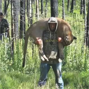 Arizona Mountain Lion Hunts Red Cabin