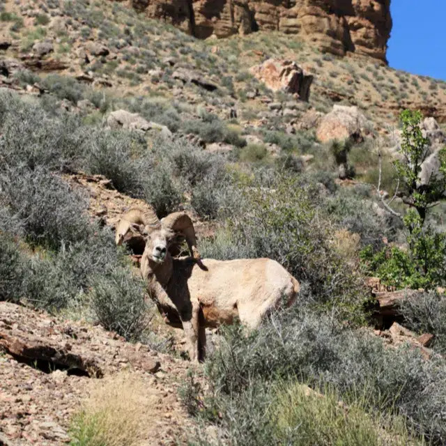 Red Cabin Big Horn Hunts