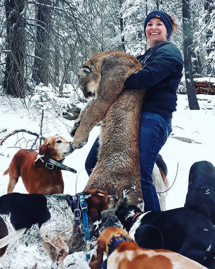 Arizona Snow Lion Hunts Arizona